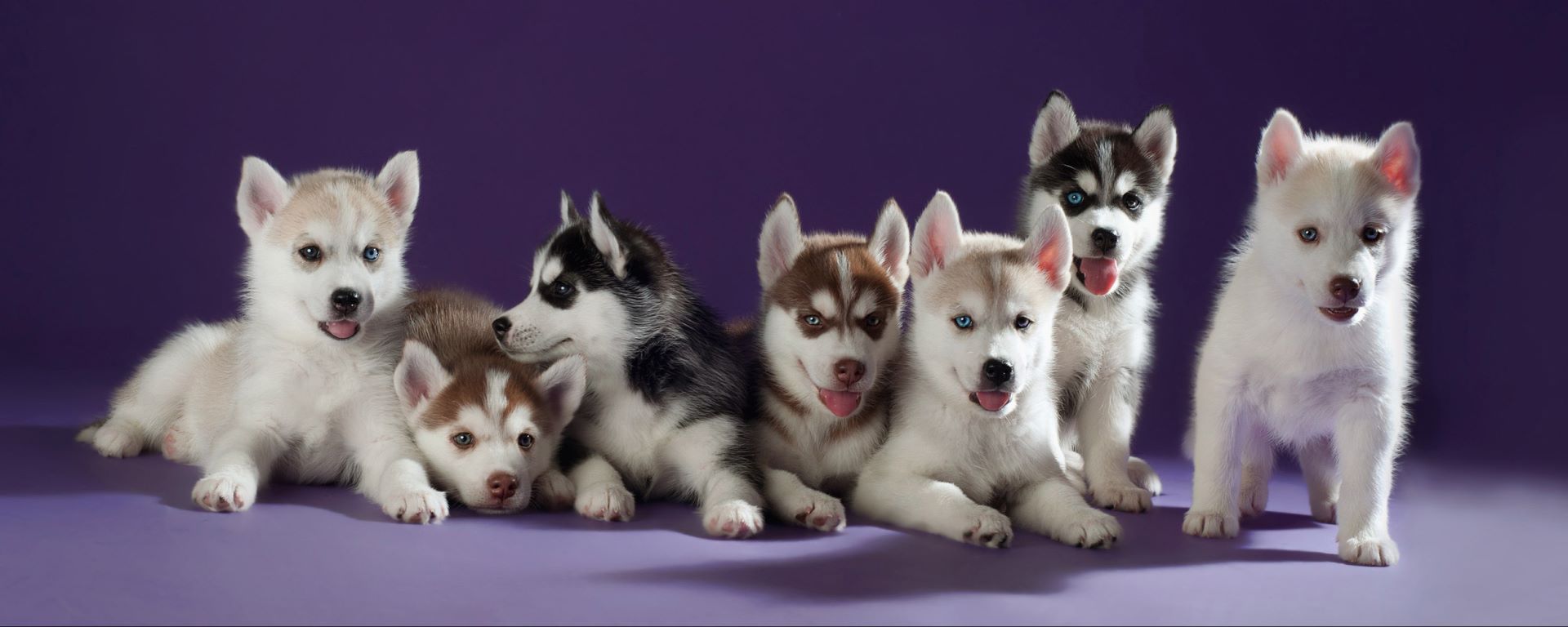 Только у нас - холтермониторинг,  кардиология, ЭхоКГ с допплером, специализированная тонометрия!