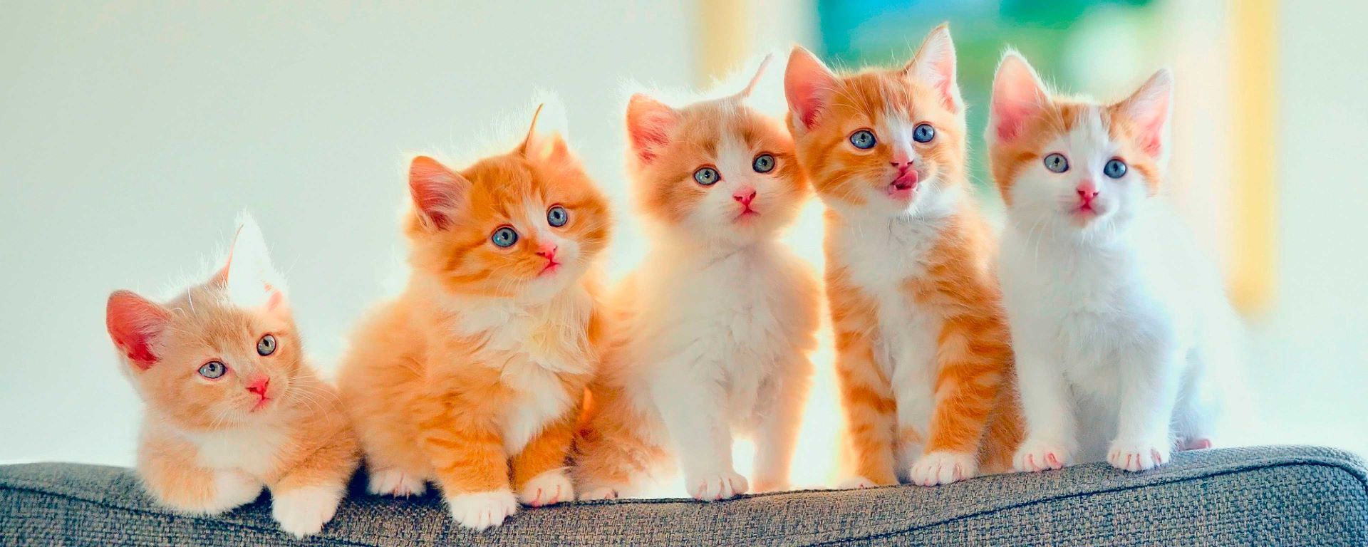 Скидки на кастрацию и стерилизацию!