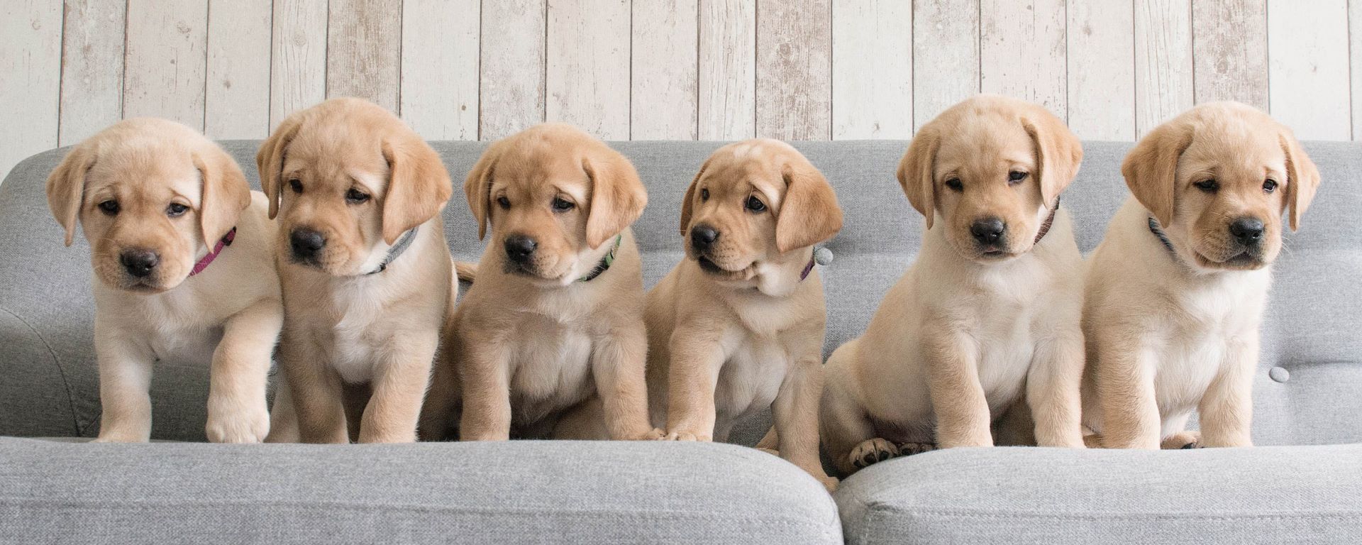 УЗИ-диагностика, терапия, хирургия, стоматология