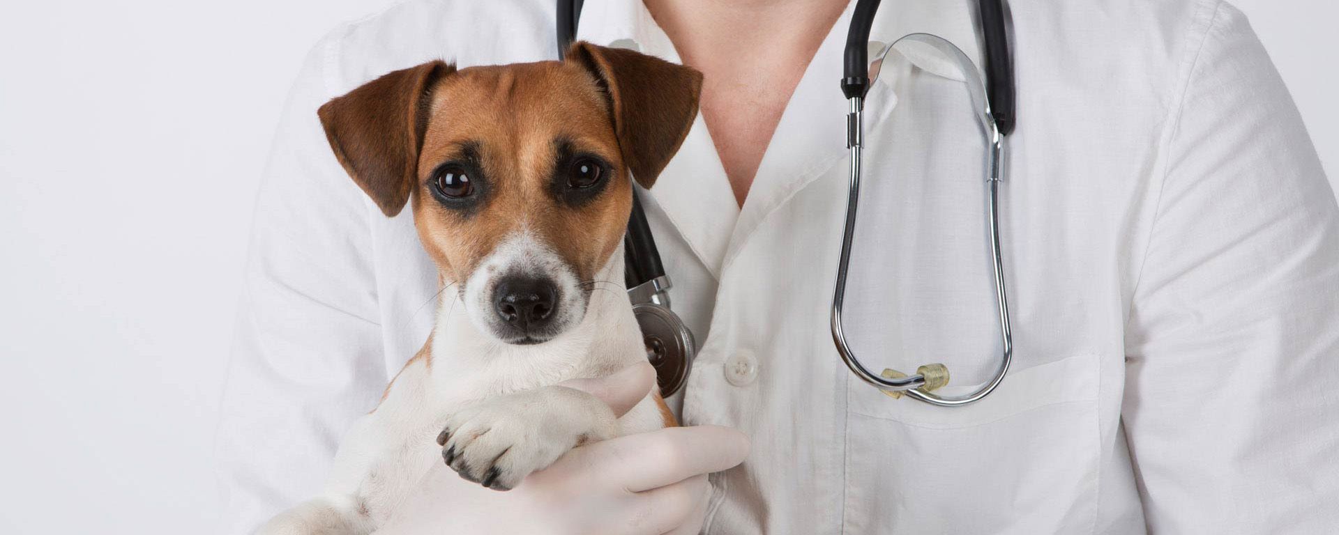 Онкология, цитология, вакцинация, чипирование